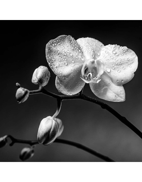 Фототапет - White orchid