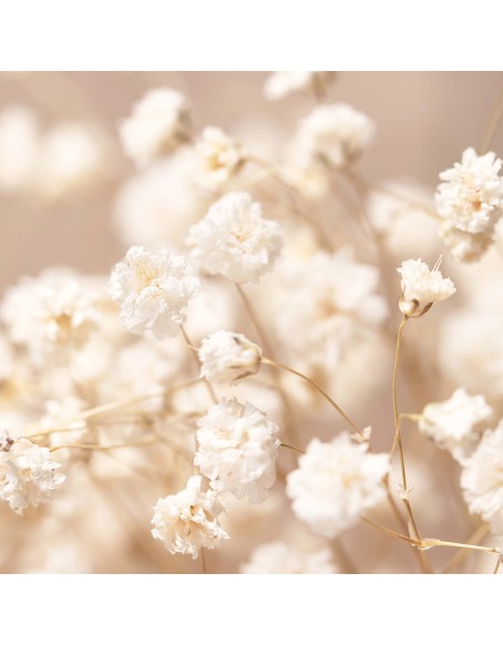 Фототапет - White gypsophila