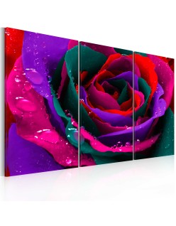 Картина - Rainbow-hued rose