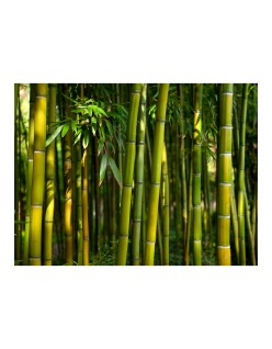 Фототапет - Asian bamboo forest