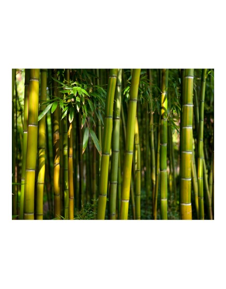 Фототапет - Asian bamboo forest