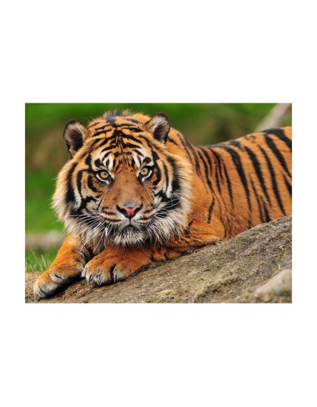 Фототапет - Sumatran tiger