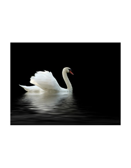 Фототапет - swan (black and white)