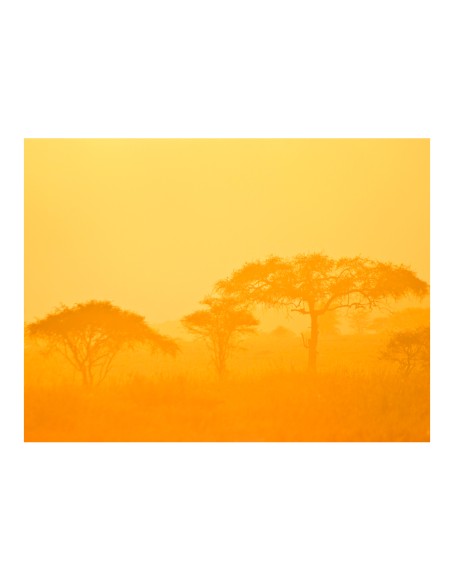 Фототапет - Orange savanna