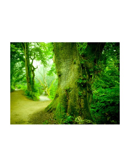 Фототапет - Forest pathway