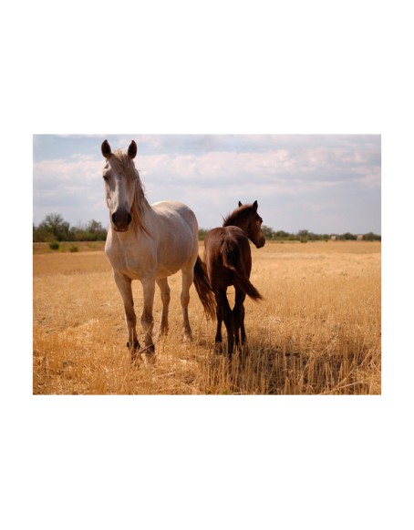 Фототапет - Horse and foal