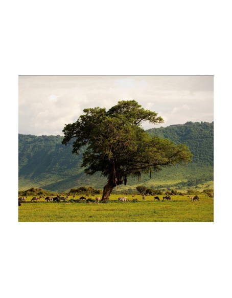 Фототапет - In a crater of Ngoro ngoro