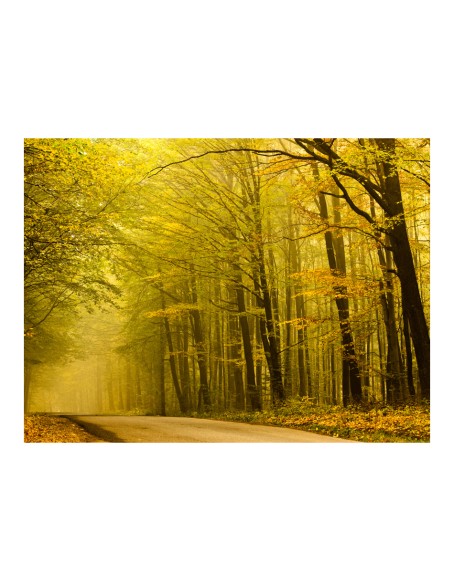 Фототапет - Road in autumn forest