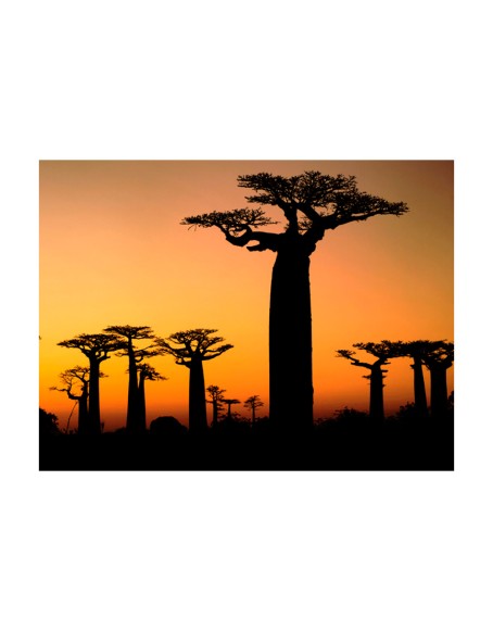 Фототапет - African baobab trees