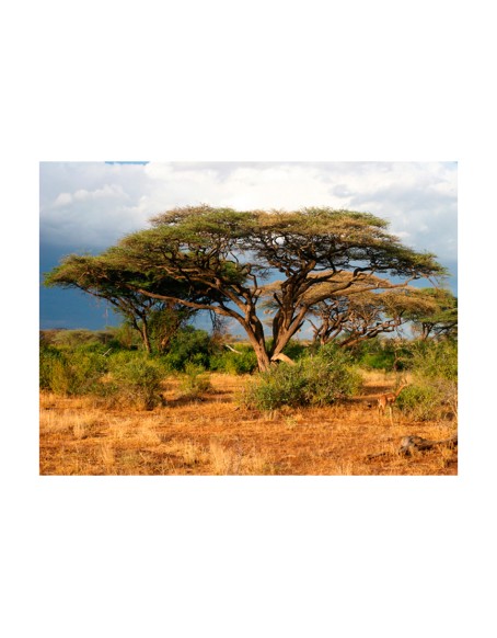 Фототапет - Samburu National Reserve, Kenya