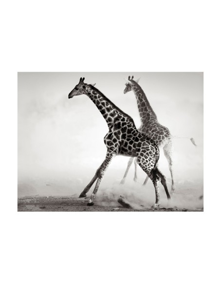 Фототапет - Giraffes