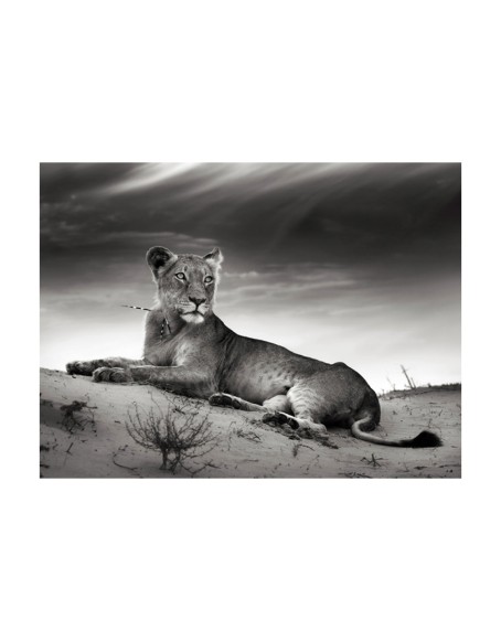 Фототапет - Black and white lioness