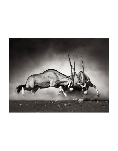 Фототапет - Gemsbok fight