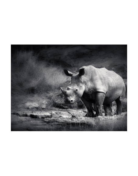 Фототапет - Rhinoceros lost in reverie