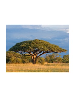 Фототапет - African acacia tree, Hwange National Park, Zimbabwe