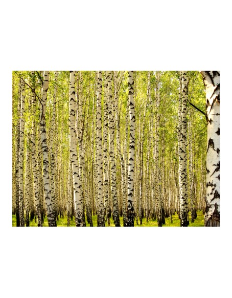 Фототапет - Birch forest