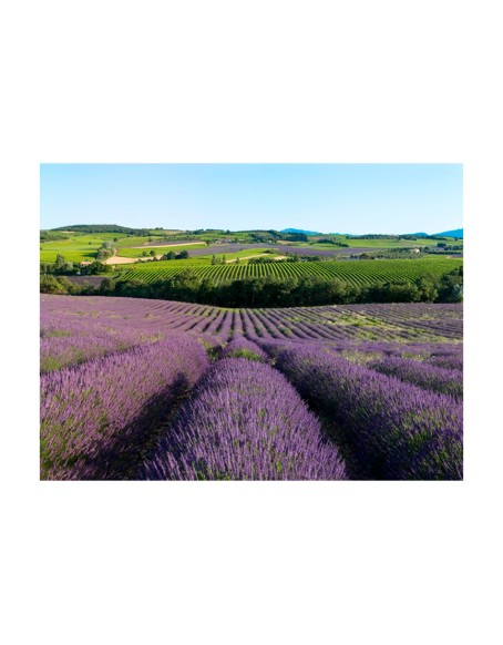 Фототапет - Lavender fields