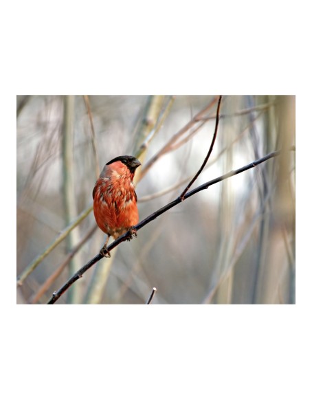 Фототапет - Bullfinch in the forest