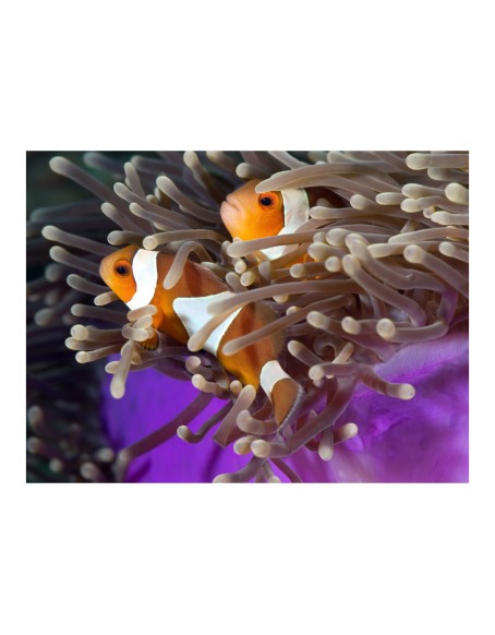 Фототапет - Clownfish