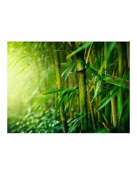 Фототапет - jungle - bamboo