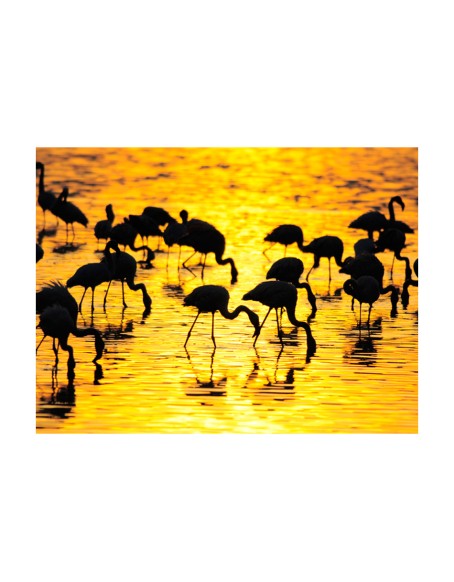 Фототапет - Kenya: flamingos by the lake Nakuru