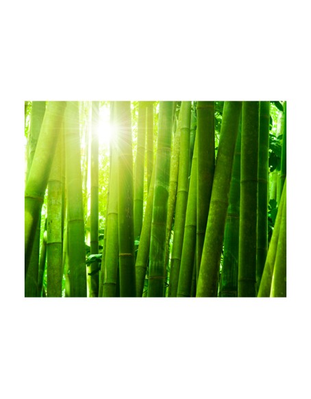 Фототапет - Sun and bamboo