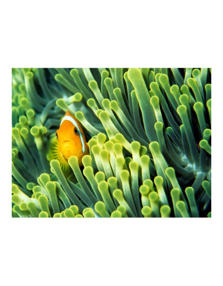 Фототапет - Anemonefish