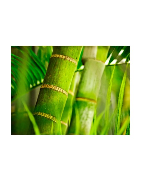 Фототапет - bamboo - detail