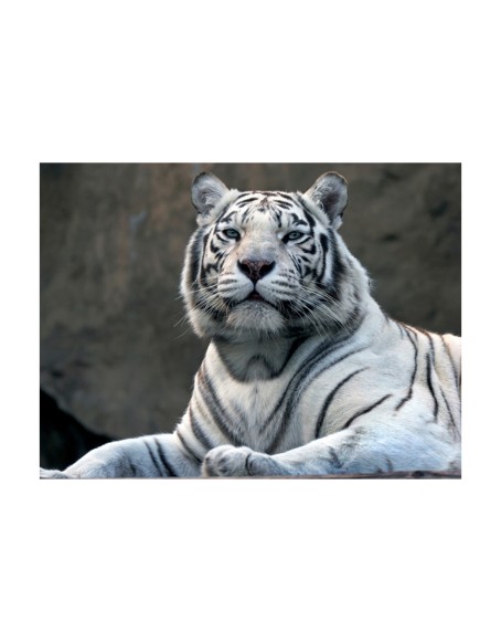 Фототапет - Bengali tiger in zoo