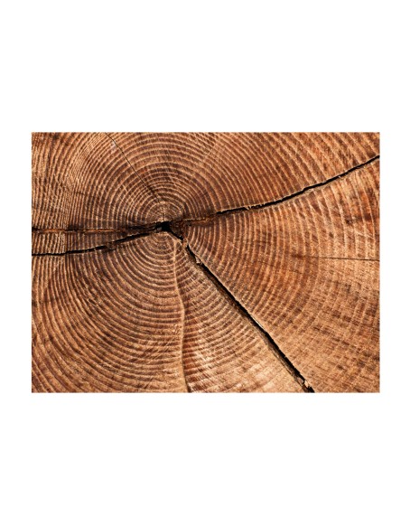 Фототапет - Tree trunk cross section