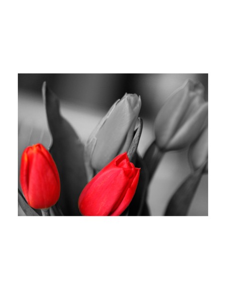 Фототапет - Red tulips on black and white background