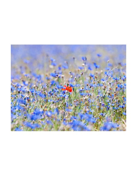 Фототапет - A sky-colored meadow - cornflowers