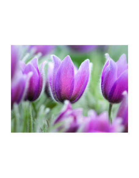 Фототапет - Purple spring tulips