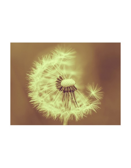 Фототапет - dandelion (sepia)