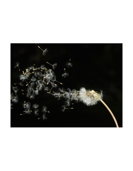 Фототапет - Dandelion seeds carried by the wind