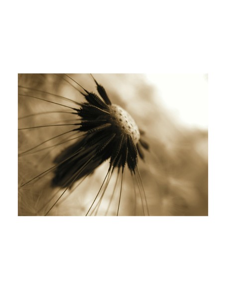 Фототапет - dandelion - sepia