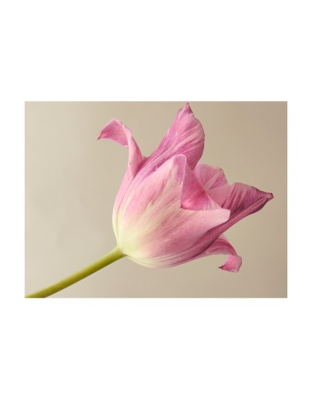 Фототапет - Pink tulip