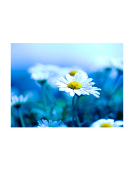 Фототапет - Daisy on a blue meadow