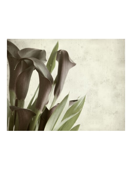 Фототапет - Dark purple calla lilies - old paper background 