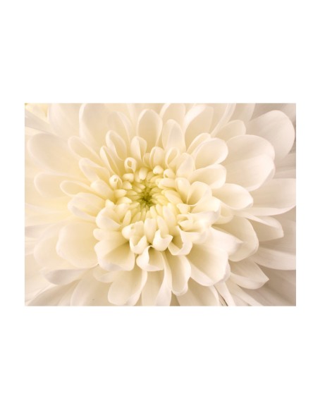 Фототапет - White dahlia