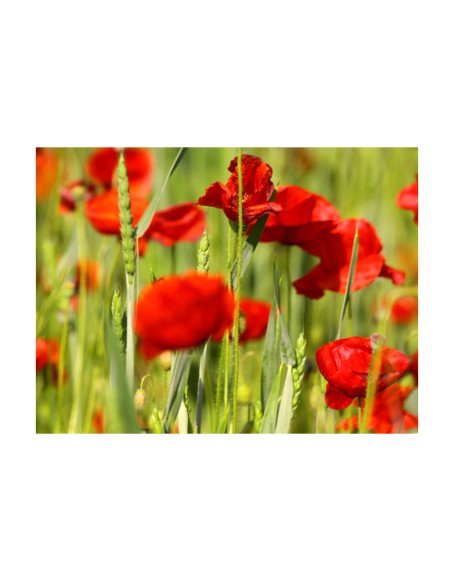 Фототапет - Cereal field with poppies