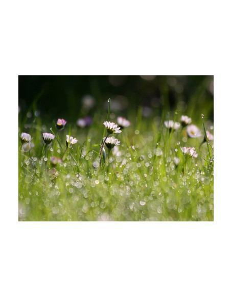 Фототапет - Daisies with morning dew