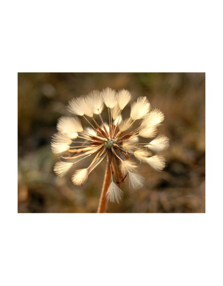 Фототапет - Summer time - dandelion