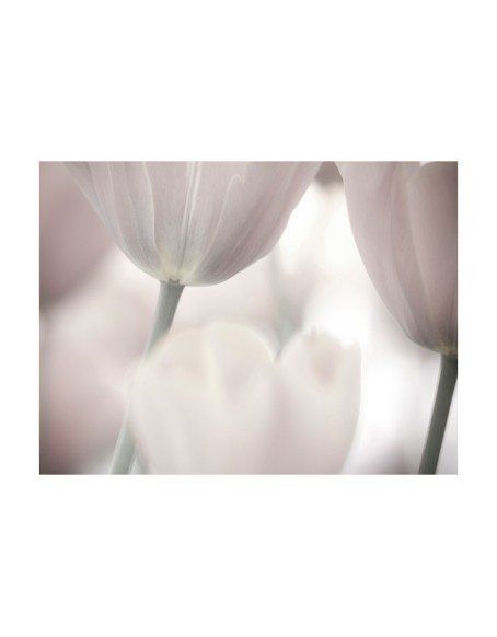 Фототапет - Tulips fine art - black and white