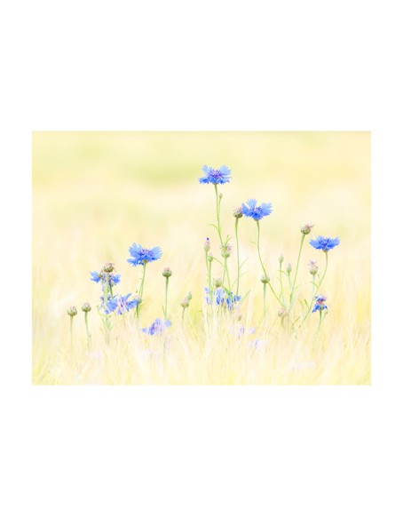 Фототапет - Cornflowers