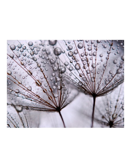 Фототапет - Dandelion and morning dew