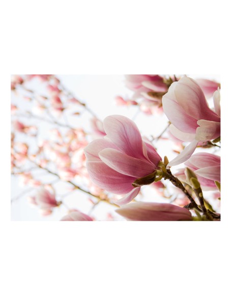 Фототапет - Pink magnolia