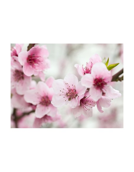 Фототапет - Spring, blooming tree - pink flowers