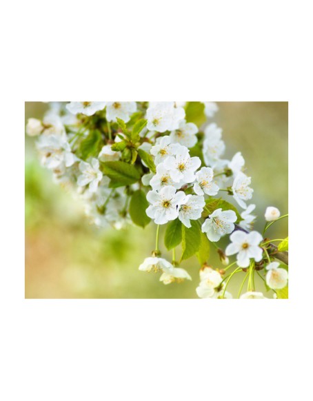 Фототапет - Beautiful delicate cherry blossoms