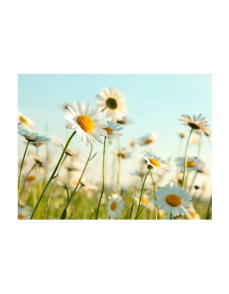 Фототапет - Daisies - spring meadow